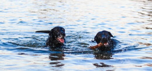 two black dogs swimming